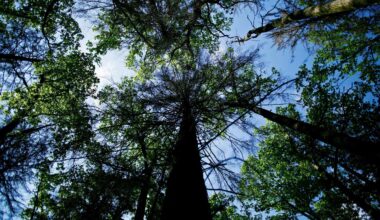 Carbon markets too ‘bespoke’ and ‘esoteric’