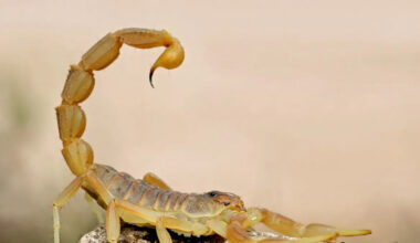 This Badass Creature Has the Power to Kill Brain Tumors—and Scientists Found a Way to Use It