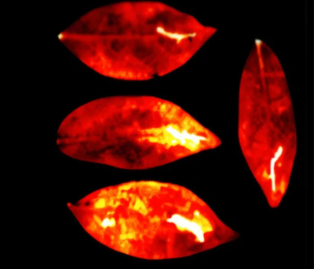 photon emissions from umbrella tree leaves