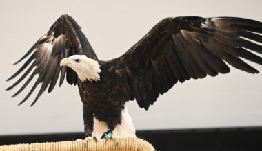 The eagle has landed — at IES