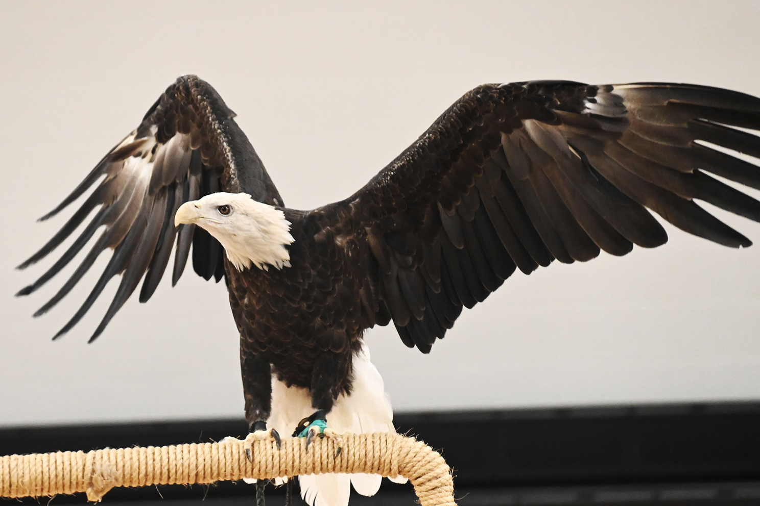 The eagle has landed — at IES