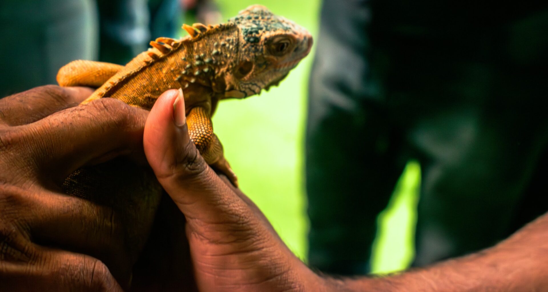 Hand holding a baby iguana