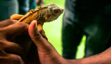 Hand holding a baby iguana