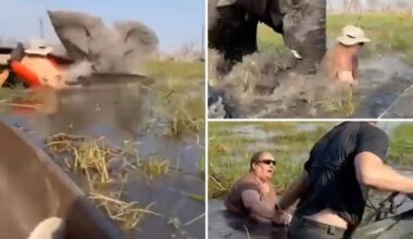 Elephant charges at tourists, shoves floundering woman underwater after party drifts too close to its calves: video