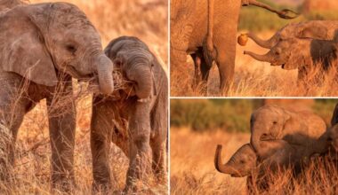 Wildlife photographer captures pictures of happy elephant family in Kenyan safari
