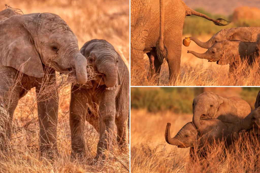 Wildlife photographer captures pictures of happy elephant family in Kenyan safari