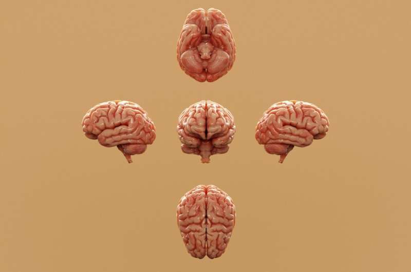 Credit: Unsplash/CC0 Public Domain evolving brain