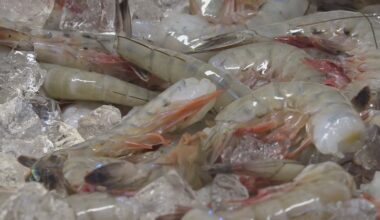 Duval County shrimping industry at risk without support, study warns