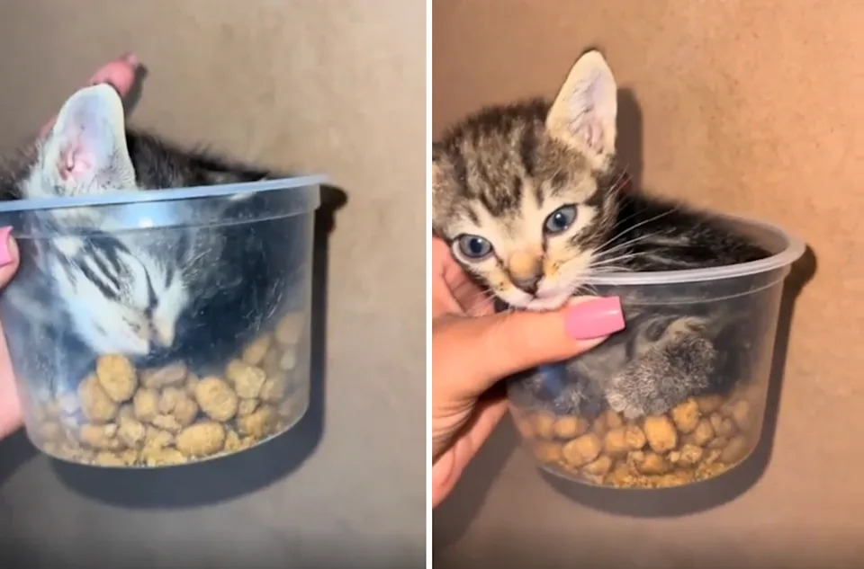 Kitten comfortably sits and sleeps in a small, transparent bowl filled with dry cat food, held by a person's hand