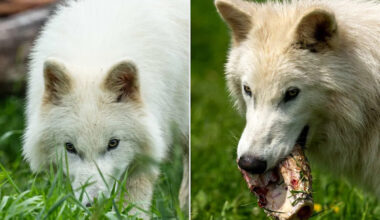 De-Extinct Dire Wolves Are Officially Larger Than Modern Grey Wolves, And There Are Plans to Make More