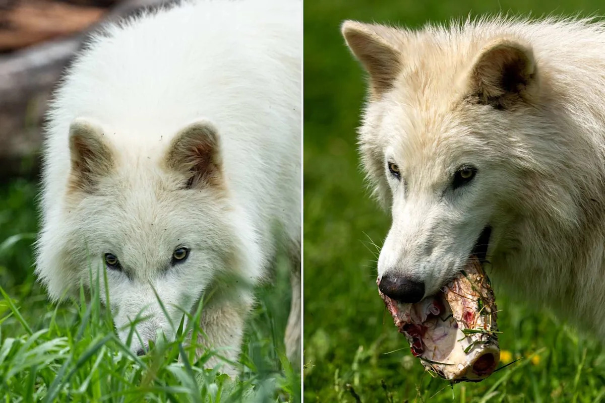 De-Extinct Dire Wolves Are Officially Larger Than Modern Grey Wolves, And There Are Plans to Make More