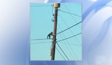 Escaped Capuchin monkey in Iredell County was hit by a car, officials say :: WRAL.com