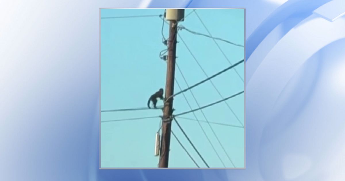 Escaped Capuchin monkey in Iredell County was hit by a car, officials say :: WRAL.com