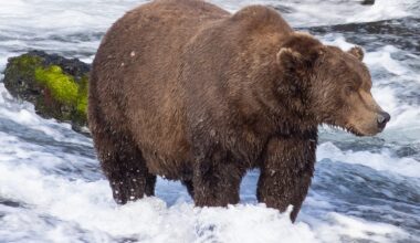 How to Vote for Alaska Bear Week Contest