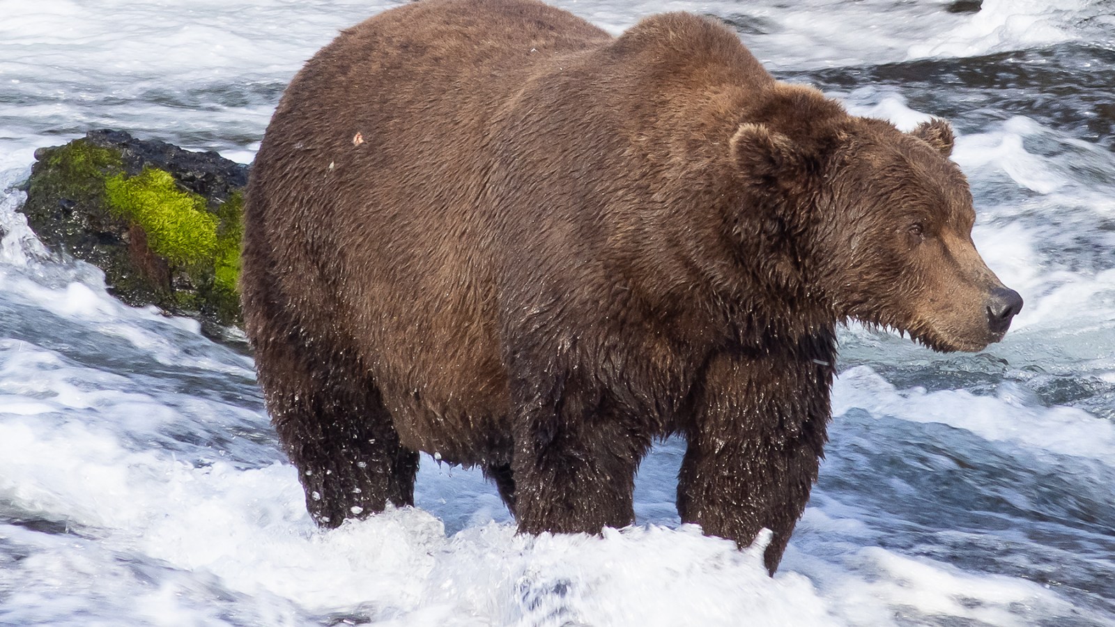 How to Vote for Alaska Bear Week Contest