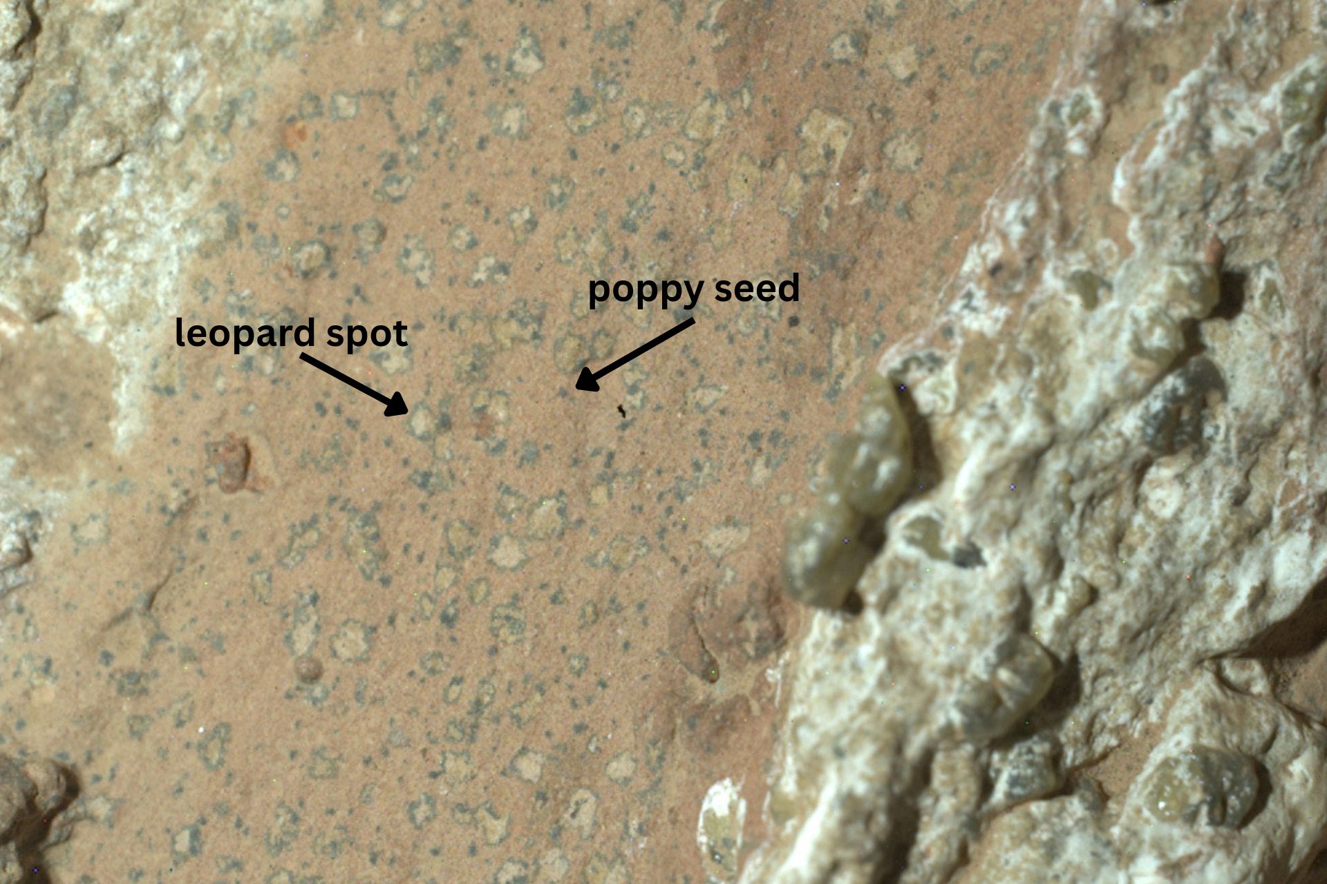 Spotted features of Cheyava Falls rock on Mars 