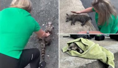 Nurse performs CPR on raccoon drunk on moonshine