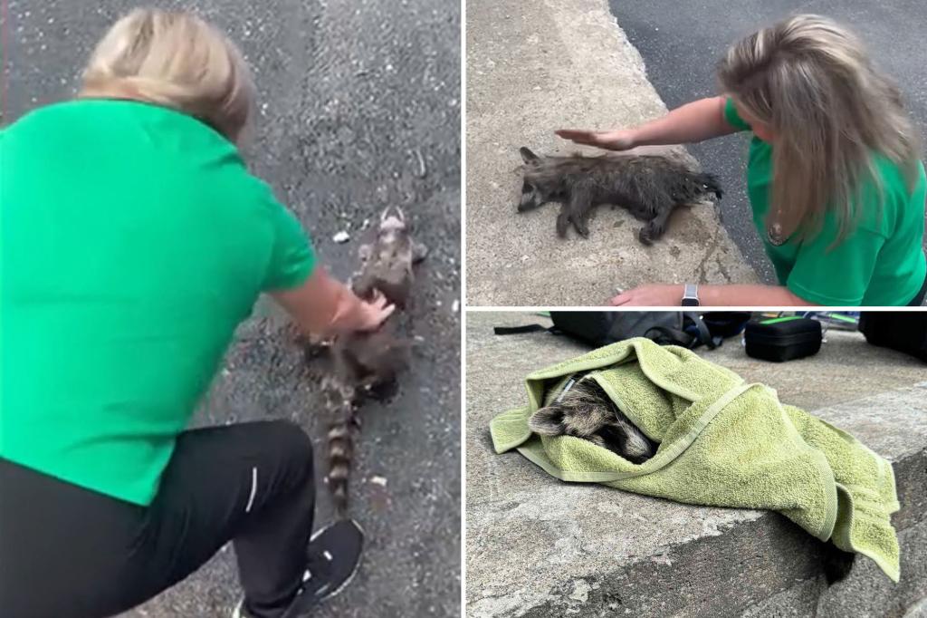 Nurse performs CPR on raccoon drunk on moonshine