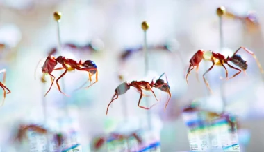 DNA from old ants reveals a hidden insect apocalypse in Fiji