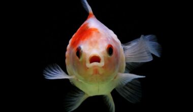 Fish Buttholes May Be The Reason We Now Have Fingers, Study Finds : ScienceAlert