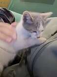 Stray Kitten Crawls Into Guy's Lap At Coffee Shop And Demands To Be Taken Home