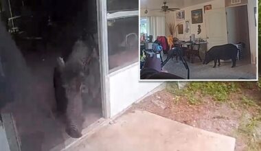 Florida authorities wrangle wild boar who broke into home