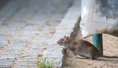 The Rats of New York City Have Developed Their Own Language