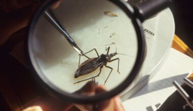 Kissing bug: Chagas disease is now endemic to the US, scientists say