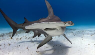 Endangered shark meat is being sold under misleading labels in the U.S., study finds