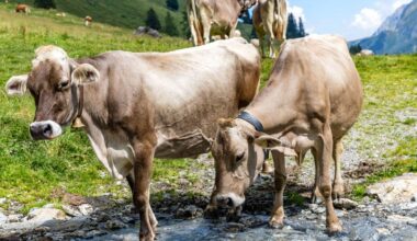 Hiker dies after getting trampled by cows in Austrian Alps