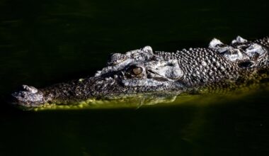 U.S. influencer who filmed himself wrestling wild crocodiles in Australia is under investigation: "Dangerous and illegal"