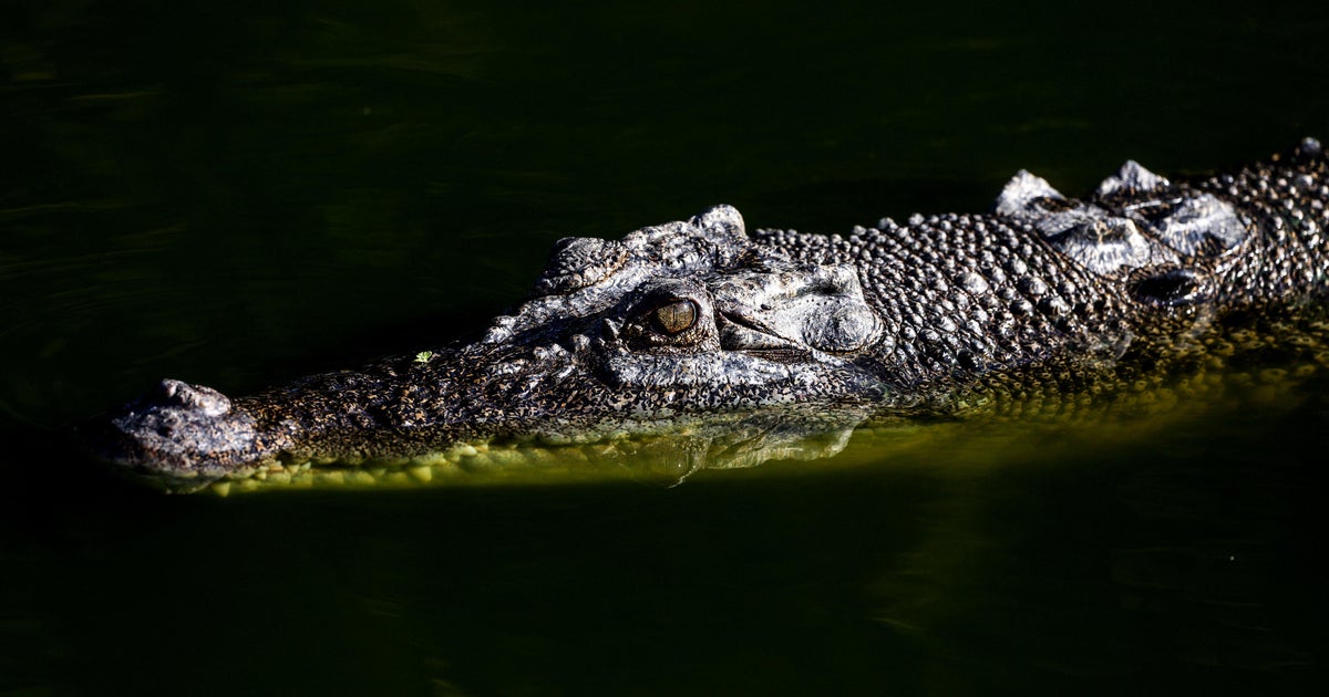 U.S. influencer who filmed himself wrestling wild crocodiles in Australia is under investigation: "Dangerous and illegal"