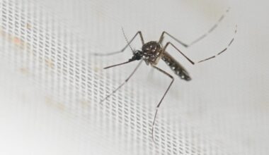 Chikungunya virus case in New York may have been transmitted locally. Here's what we know.
