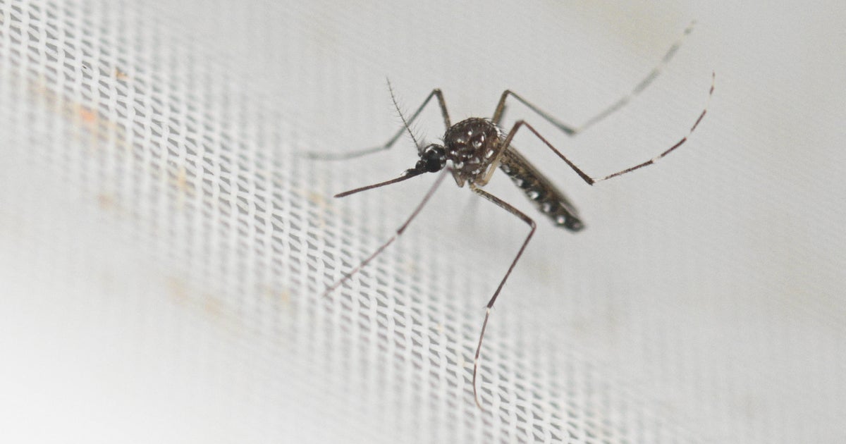 Chikungunya virus case in New York may have been transmitted locally. Here's what we know.