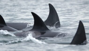Orcas attack 2 sailboats off Portuguese coast, prompting rescue