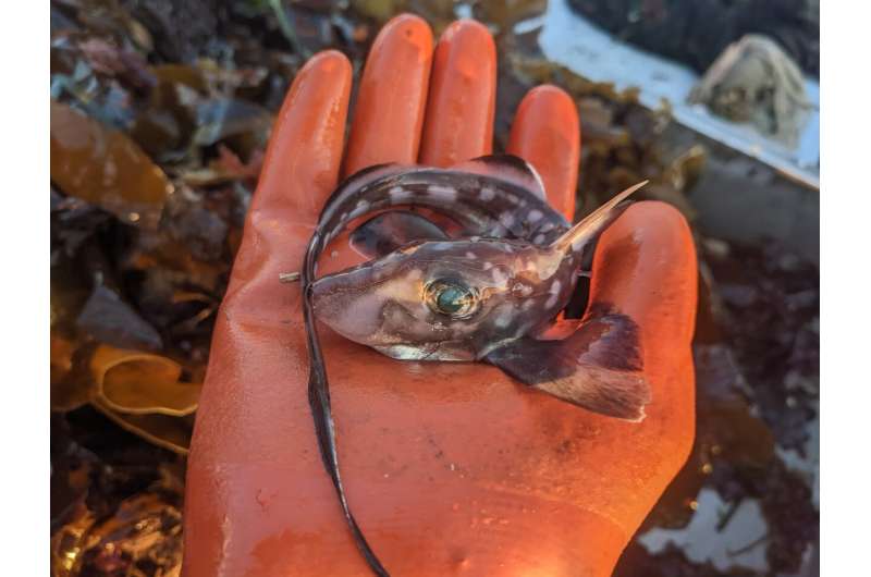 Ghost sharks grow forehead teeth to help them have sex