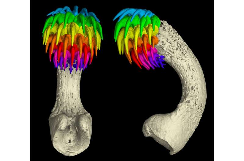 Ghost sharks grow forehead teeth to help them have sex