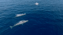 A pair of juvenile male sperm whales about 20 miles off the coast of San Diego on Sunday, Sept. 9, 2025 as captured by Gone Whale Watching.