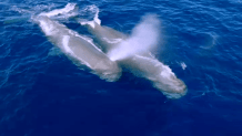 A pair of juvenile male sperm whales about 20 miles off the coast of San Diego on Sunday, Sept. 9, 2025 as captured by Gone Whale Watching.