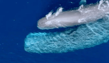 Sperm whales spotted near San Diego shore – NBC 7 San Diego