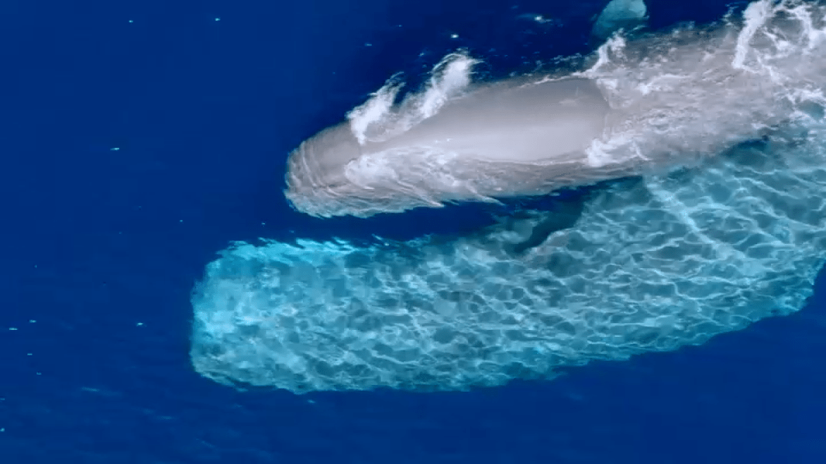 Sperm whales spotted near San Diego shore – NBC 7 San Diego