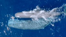 A pair of juvenile male sperm whales about 20 miles off the coast of San Diego on Sunday, Sept. 9, 2025 as captured by Gone Whale Watching.