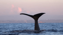 The fin of a sperm whale about 20 miles off the coast of San Diego on Sunday, Sept. 9, 2025 as captured by Gone Whale Watching.