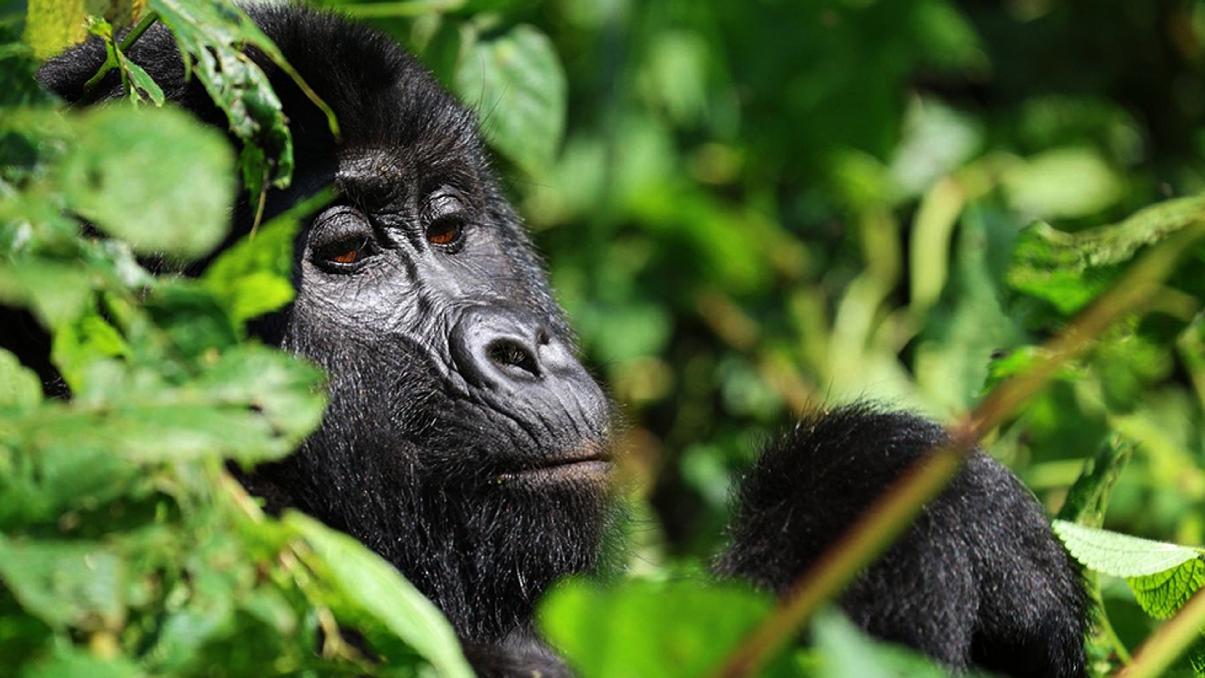 gorilla2.jpg