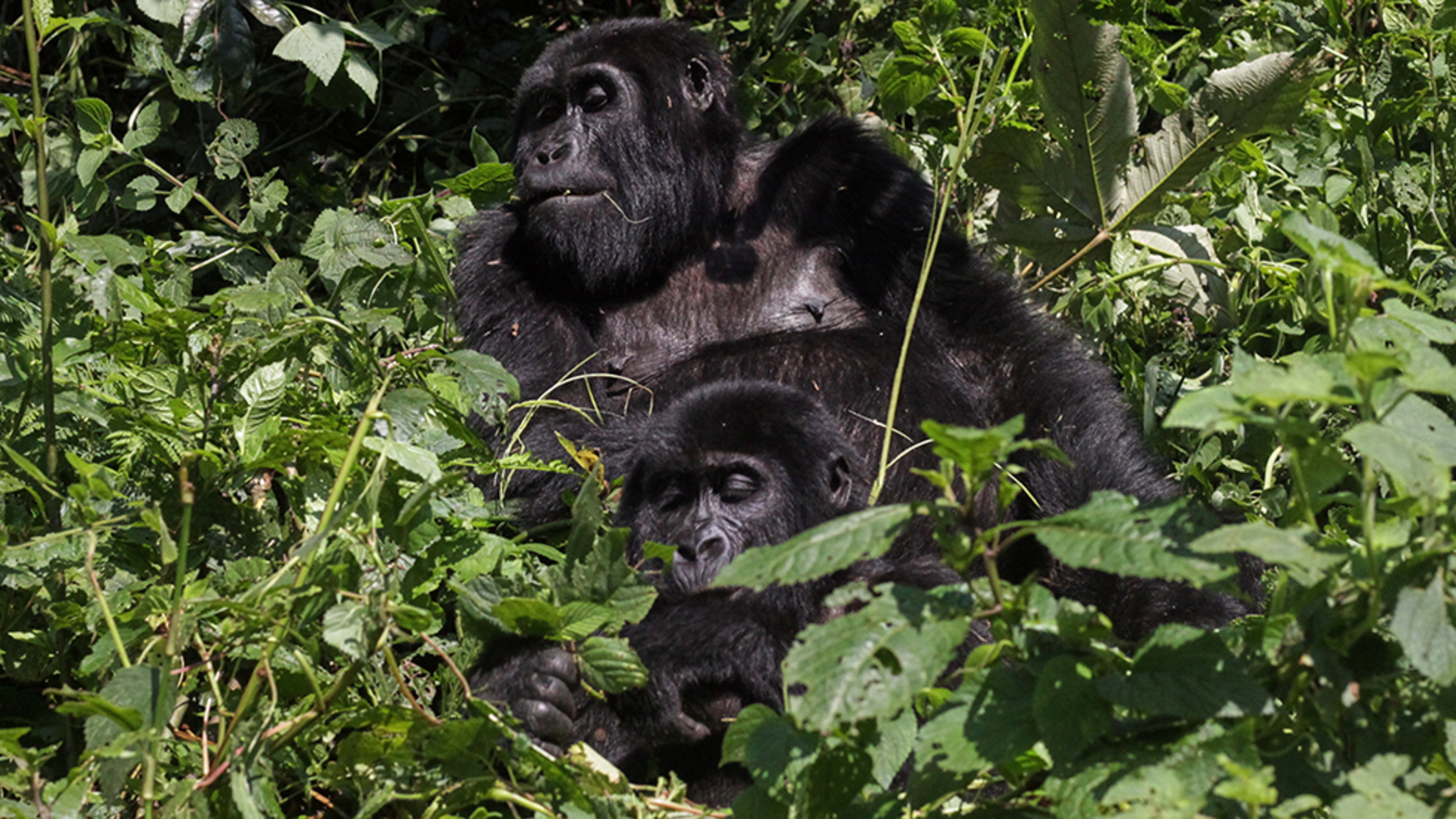 gorilla3.jpg
