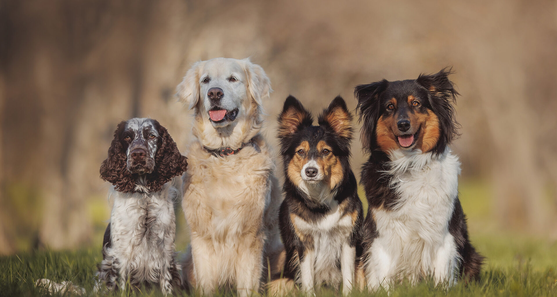 Four dogs sitting in a line looking at the camera