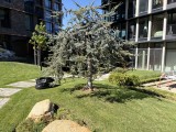 Apple iPhone 17: 24MP main camera samples - f/1.6, ISO 50, 1/1667s - Apple iPhone 17 review