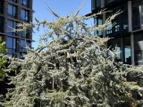 Apple iPhone 17: 12MP main camera 2x zoom samples - f/1.6, ISO 32, 1/1422s - Apple iPhone 17 review