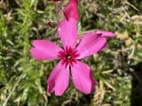 Apple iPhone 17: 12MP ultrawide camera macro samples - f/2.2, ISO 25, 1/766s - Apple iPhone 17 review