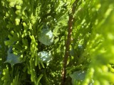 Apple iPhone 17: 12MP ultrawide camera macro samples - f/2.2, ISO 40, 1/276s - Apple iPhone 17 review